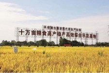 如皋关于成都商务伴游外围雇用的信息